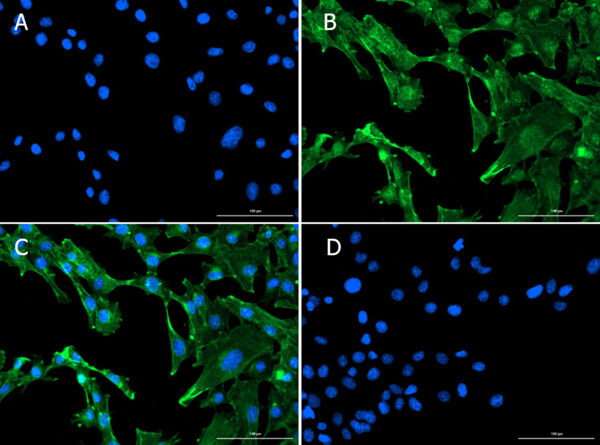 Immunofluorescence of Rb Anti-Smad1 Antibody