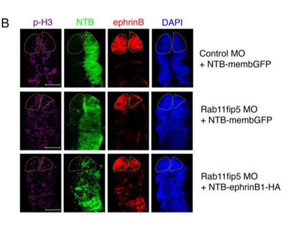Immunofluorescence using Ephrin B1-2-3