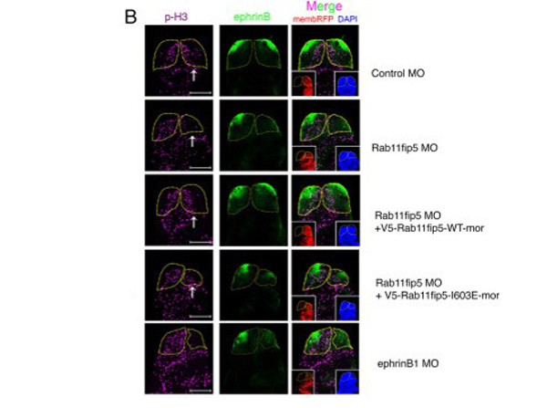 Immunofluorescence using Ephrin B1-2-3