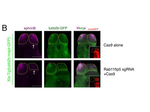 Immunofluorescence using Ephrin B1-2-3