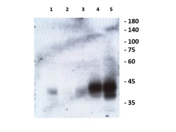 Western Blot of Rabbit Anti-Ephrin B13 Antibody