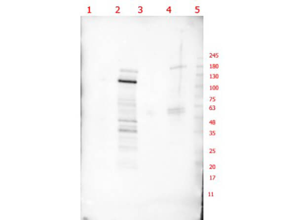 Western Blot of Rabbit Anti-p130 Antibody