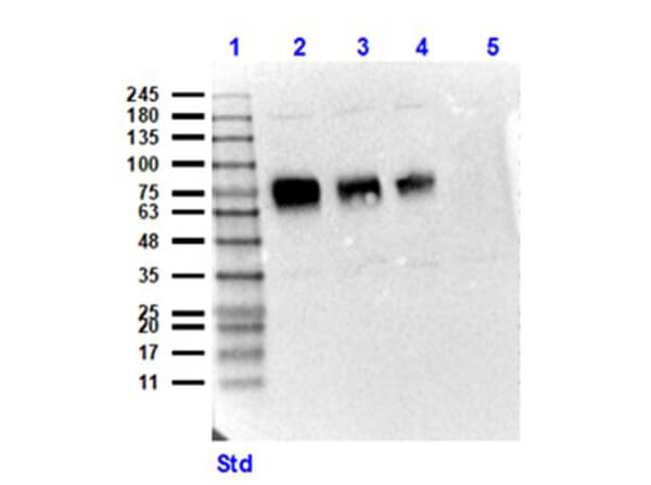 Western Blot of Rabbit Anti-CD68 Antibody - rec detection