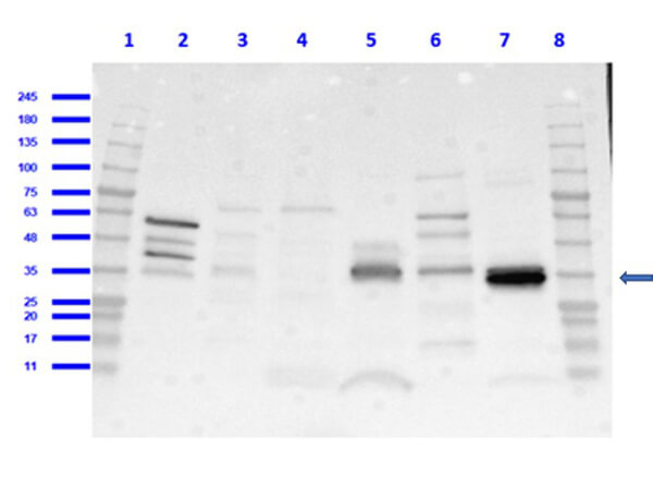 Western Blot of Rabbit Anti-CD68 Antibody