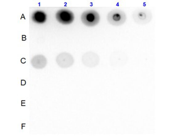 Dot Blot of Rabbit Anti-Insulin Receptor pY1361 Antibody