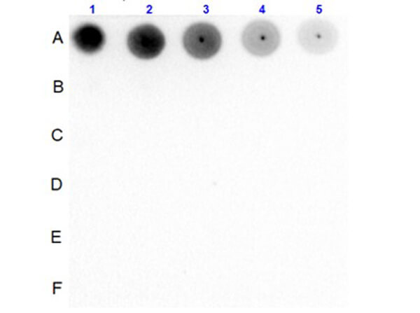 Dot Blot of Rabbit Anti-SMAD2pS467 Antibody