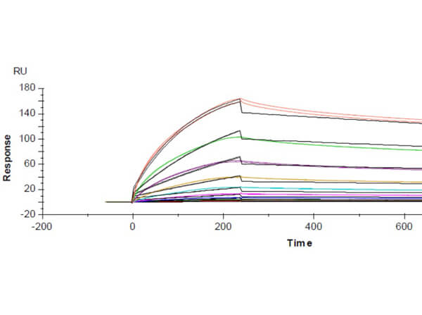 Surface Plasmon Resonance (SPR) Data of Unconjugated Rabbit Anti-SARS-CoV-2 Nucleocapsid (N) Antibody