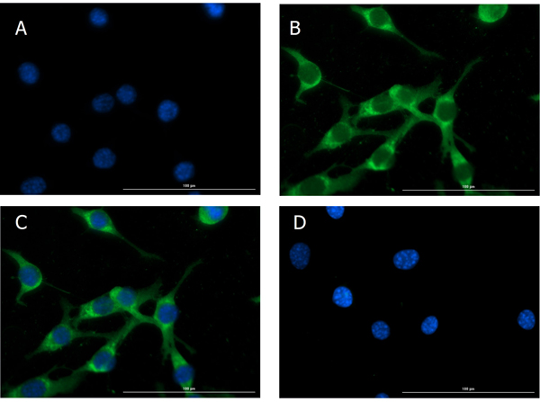 Immunofluorescence of Rabbit Anti-Glucagon Antibody.