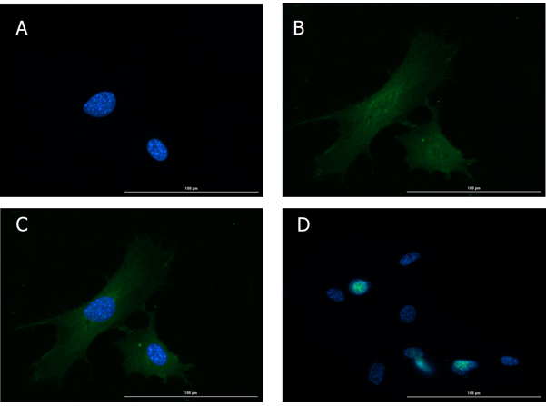 Immunofluorescence of Rabbit Anti-Glucagon Antibody.