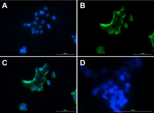Immunofluorescence of Rabbit Anti-Glucagon Antibody