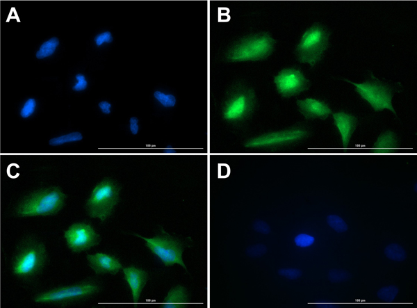 Immunofluorescence of Rabbit Anti-Glucagon Antibody