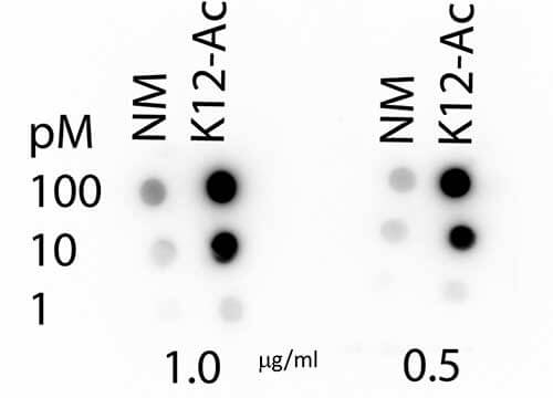 Dot Blot - Histone H4 K12-Ac