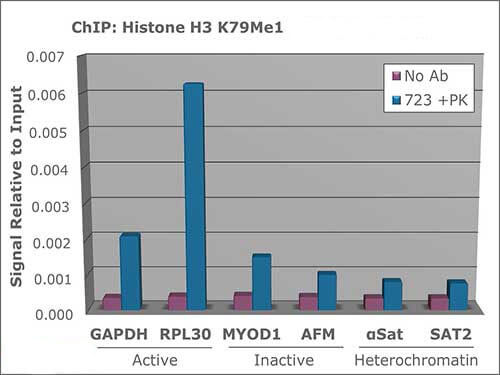 Histone H3 [monomethyl Lys79] ChIP