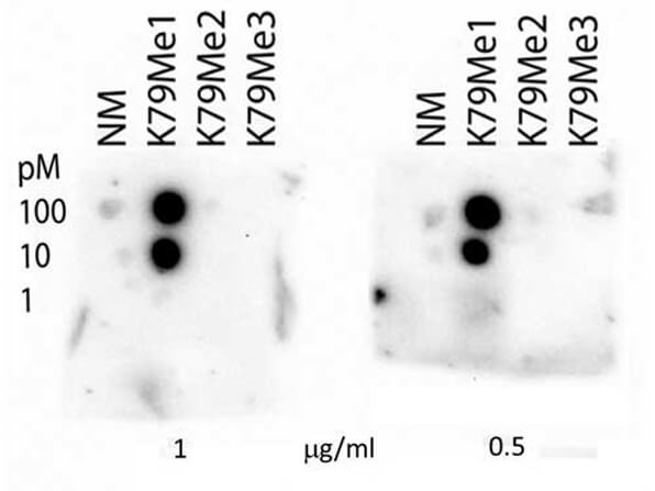 Anti-Histone H3 K79-Me1 Dot blot