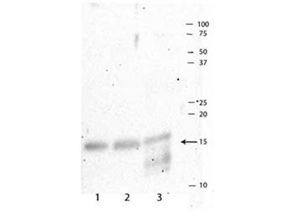 Western Blot of Histone H3 pT3/R2Me2s