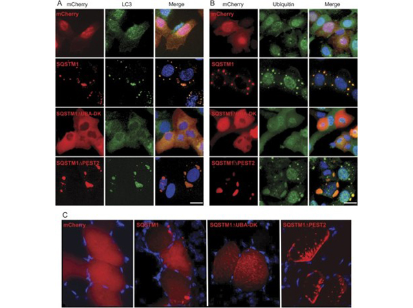 Immunofluorescence using mCherry