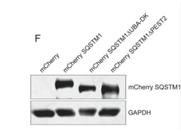 Western Blot using mCherry