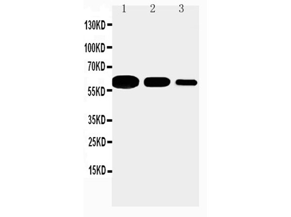 Western blotting results of Anti-CD40 antibody