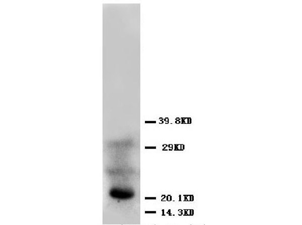 Western blot of Anti-FGF4 antibody