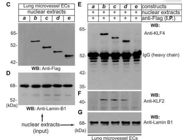 Western Blot using Lamin B1