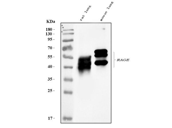 Western Blot of Anti-RAGE antibody