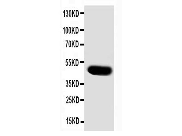 Western Blot of Anti-SKP2 antibody