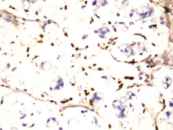 Immunohistochemistry of Anti-IFITM1 antibody