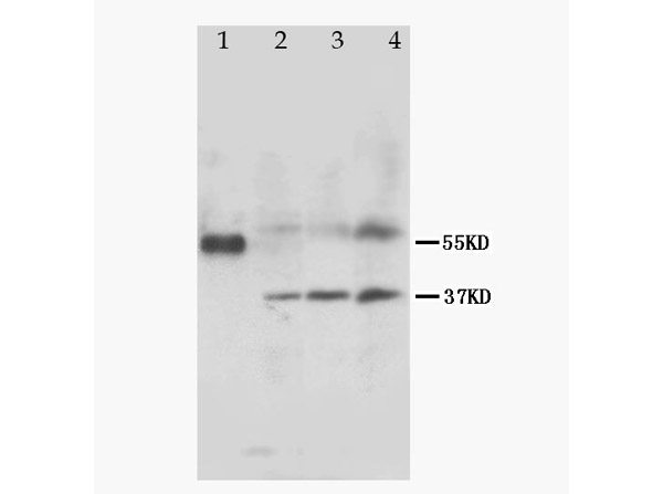 Western blotting of Anti-MRGPRC antibody