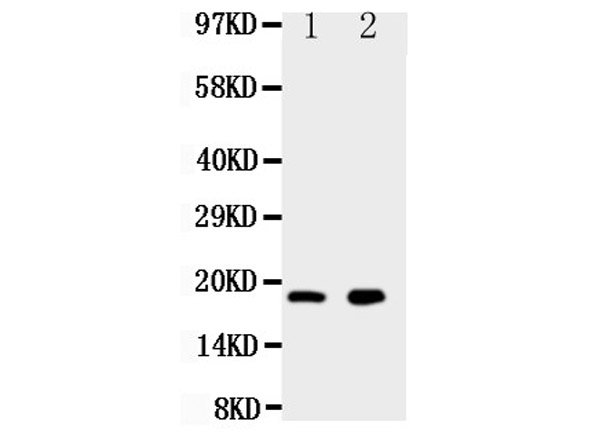 Western blotting of Anti-Ly6al antibody