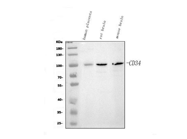 Western blot analysis of CD34