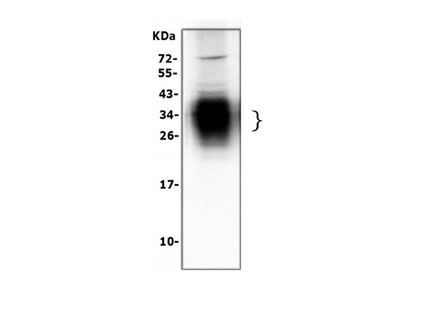 Western blot analysis of SP-A