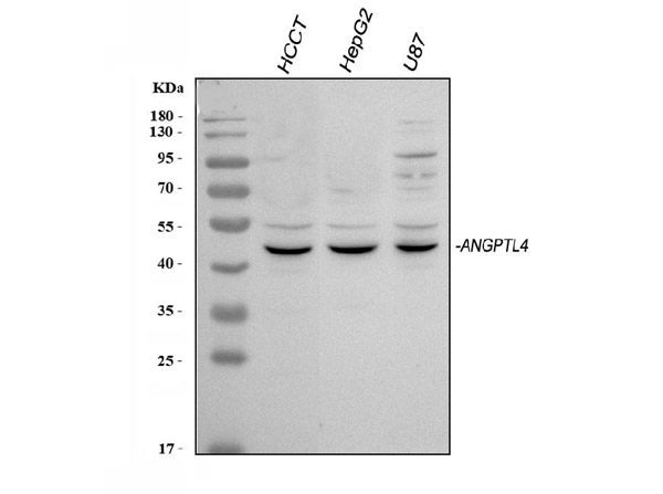 Western blot analysis of ANGPTL4