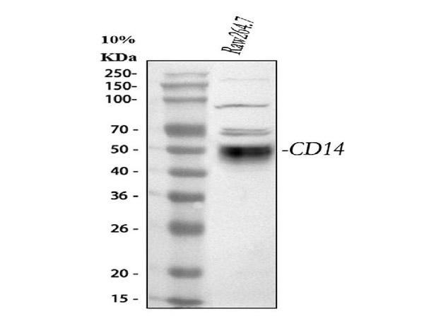 Western blot analysis of CD14