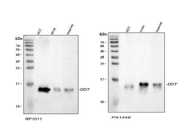 Western blot analysis of DDT