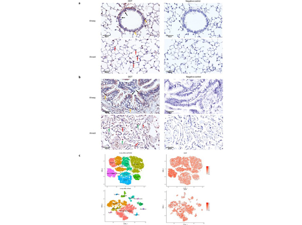 Immunohistochemistry using DDT