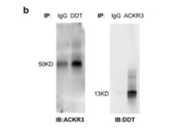 Western Blot using DDT