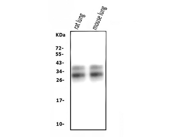 Western blot analysis of SP-A