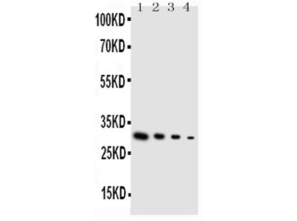 Western Blot of Anti-GDNF