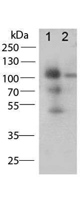 Western Blot of Rabbit Anti-CD68 antibody.