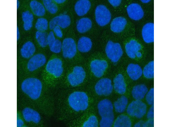 Immunofluorescence analysis of ITGA3