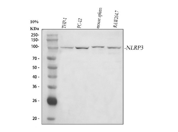 Western Blot analysis of NLRP3