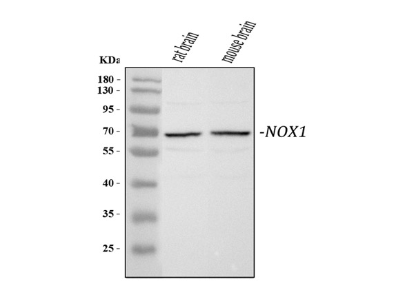 Western blot analysis of NOX1