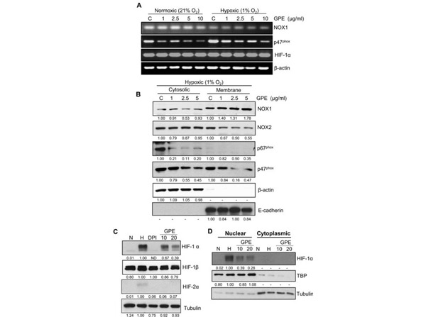 Western blot analysis analysis of NOX2