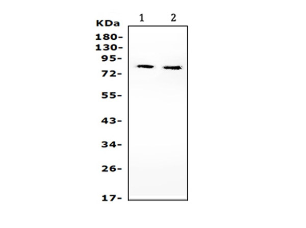 Western blot analysis of PIK3R2