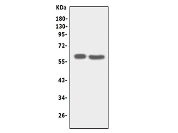 Western Blot analysis of Anti-SLC22A6