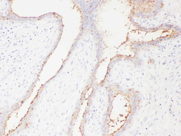 Immunohistochemistry analysis of Anti-SLC22A6