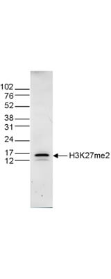 Western Blot of anti-Histone H3 K27 me2 antibody