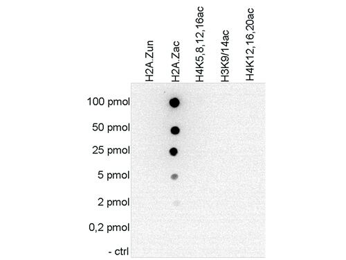 Dot Blot of anti-Histone H2 A.Zac antibody