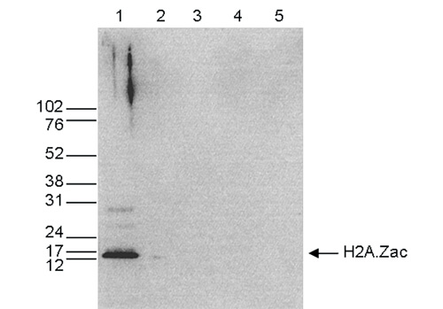 Western Blot of anti-Histone H2 A.Zac antibody