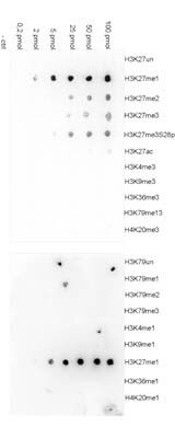 Dot Blot results of H3K27me1 antibody